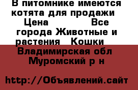 В питомнике имеются котята для продажи › Цена ­ 30 000 - Все города Животные и растения » Кошки   . Владимирская обл.,Муромский р-н